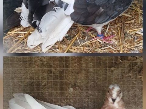 Couple pigeon paon 30 49190 Rochefort-sur-loire