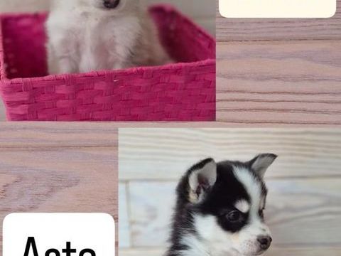 Pomsky f4 1500 24150 Lalinde