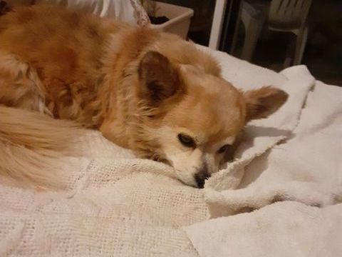 Chien  type chichuachua 
0 44740 Batz-sur-mer