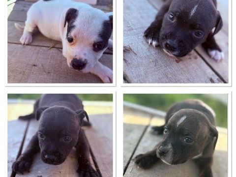 Chiots staffies LOF 1350 42380 Saint-bonnet-le-chteau