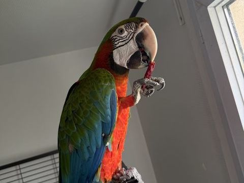 Perroquet ara 2600 94240 L'ha�-les-roses