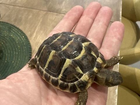 TORTUE DE TERRE GRAECA 100 93250 Villemomble