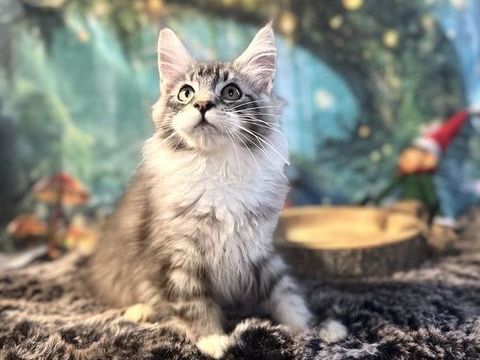 Chatons Maine Coon Loof facilité de paiement possible  1250 28250 Digny