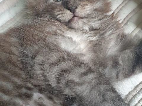 Chaton Maine Coon Black Smoke LOOF &agrave; r&eacute;server 1100 30200 Saint-nazaire