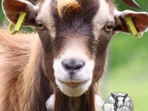 Bouc reproducteur 250 63600 Ambert