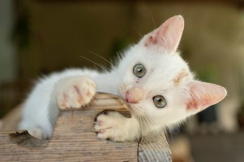 Bowie, mâle X européen né le 22/09/2025 200 78000 Versailles