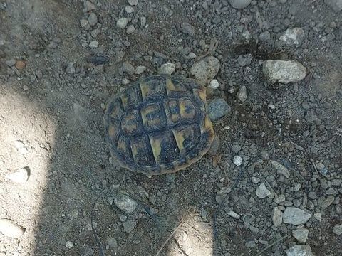 Tortue terre 50 84140 Montfavet
