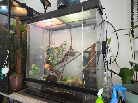 Vend Terrarium complet avec gecko a cr&ecirc;te 110 64160 Morlaàs