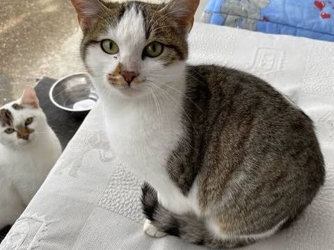 Chat PRINCESSE à l adoption 180 38160 Saint-marcellin
