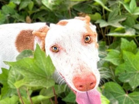 NATA 320 27620 Gasny