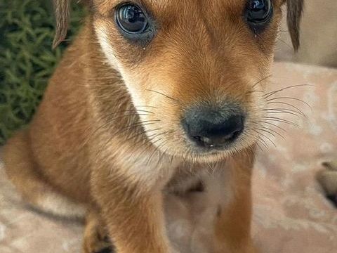 Lucy, femelle croisée berger, née le 15/04/2025  &#128054; 300 92000 Nanterre