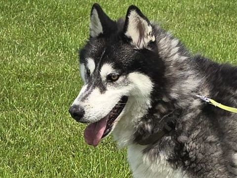 BOJKA husky 4 ans 280 59300 Aulnoy-lez-valenciennes