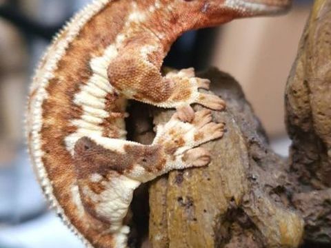 Gecko a Crête 200 95320 Saint-leu-la-fort