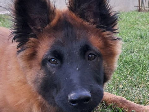 Chiots berger belges tervueren LOF lign&eacute;e de travail 600 45700 Villemandeur