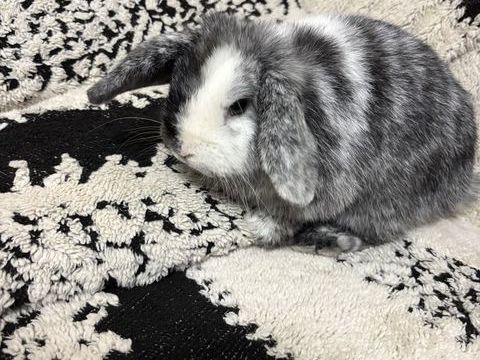 Lapin nain 100 77120 Mouroux