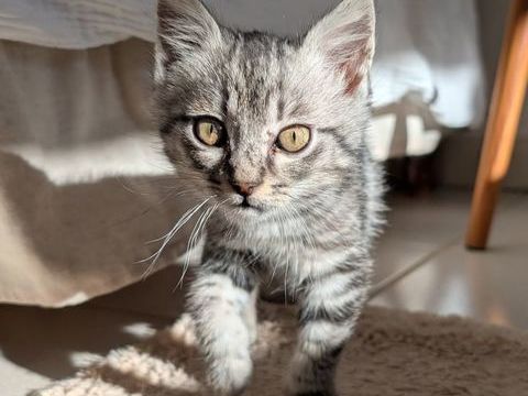 PAPAYOU à la réservation 1 30200 Codolet