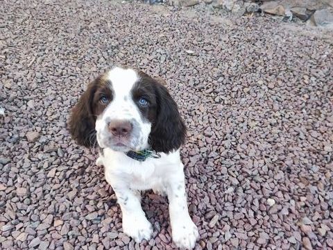 Chiots english springer spaniel 850 62690 Hermaville