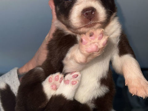 Chiots Pomsky &agrave; la r&eacute;servation  1500 76440 Roncherolles-en-bray