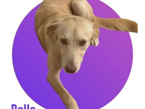 Notre amour de BELLA, 1 an, 18 kg, tripattes, &agrave; l'adoption 300 28250 Senonches