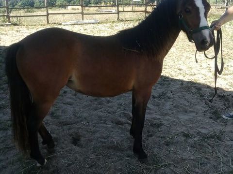 Pouliche 1600 53240 La bigottire