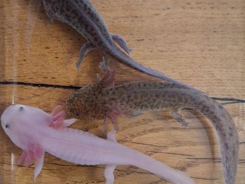 Axolotls 20 44550 Montoir-de-bretagne