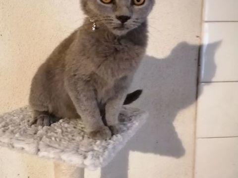 Belle chatonne Chartreux loof 1050 65370 Siradan