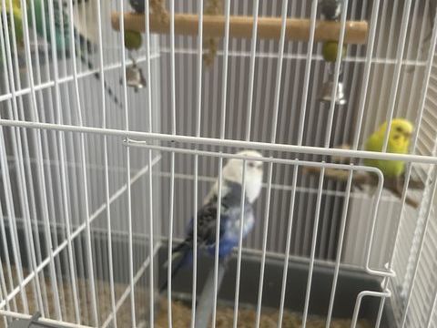 Perruches ondulées 20 94430 Chennevires-sur-marne