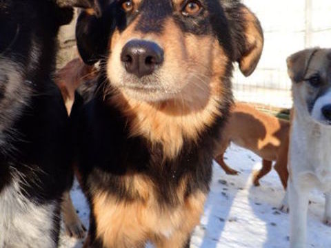 Clover &agrave; l'adoption 320 42000 Saint-Étienne