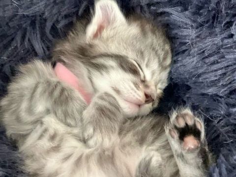 Magnifique B&eacute;b&eacute; Maine Coon m&acirc;le et femelle 1000 77300 Fontainebleau
