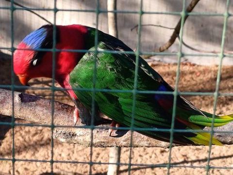 cède lori papou 0 01570 Feillens