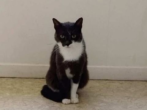 Chat POMPONNETTE à l adoption 200 26110 Vinsobres