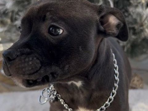 STAFFORDSHIRE BULL TERRIER 1200 27140 Gisors