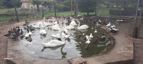 Canards Carolin mignon sarcelles 25 40090 Campet-et-lamolère
