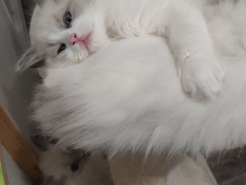 Chatons type Ragdoll  1000 85150 Sainte-foy