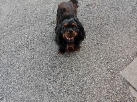 M&acirc;le Cavalier King Charles 800 87320 Darnac