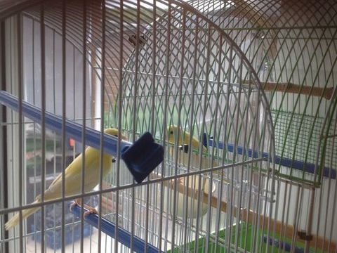 canaris  15 62134 Monchy-cayeux