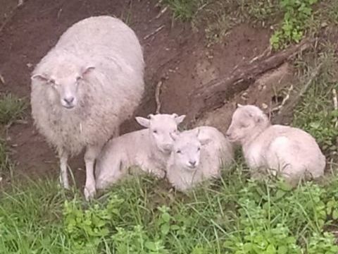 3 Moutons d'Ouessant - Tondeuses &eacute;cologiques (m&agrave; &cent;les) 50 24200 Sarlat-la-canéda