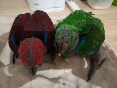 Perroquet eclectus 700 79000 Niort