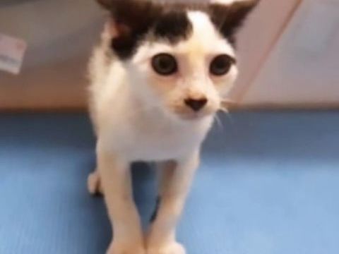 ✨️ NESTOR ✨️ 🐱 0 59100 Roubaix