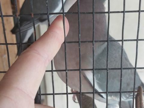 Pigeon ramier 30 93160 Noisy-le-grand