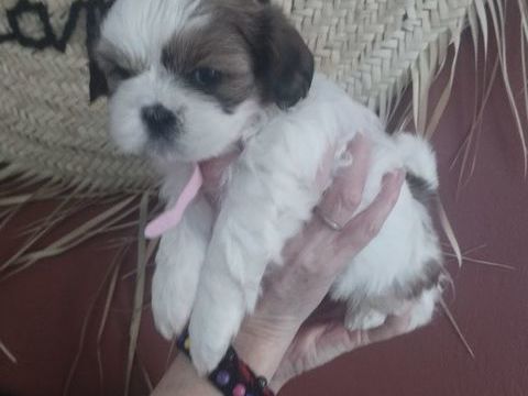 Adorable b&eacute;b&eacute;s Shih-tzu 950 62150 Houdain