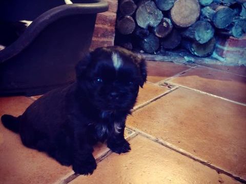 Chiots SHIH TZU 900 85110 Sainte-c�cile