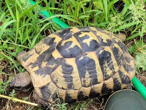 Tortue, femelle adulte 350 06530 Peymeinade