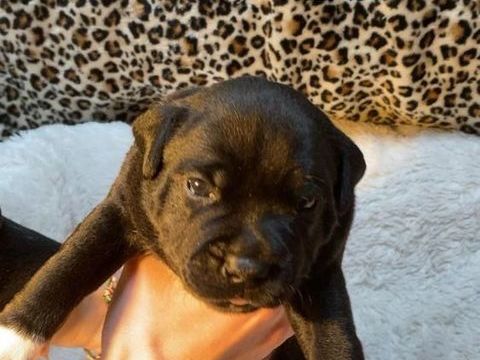 B&eacute;b&eacute;s Staffie 1500 79120 Mess�