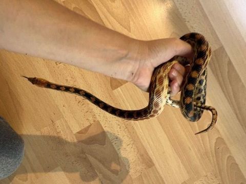 Pituophis vertebralis et thamnophis 180 75019 Paris