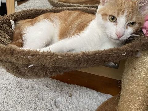chatons sevr&eacute;s 0 86240 Ligugé