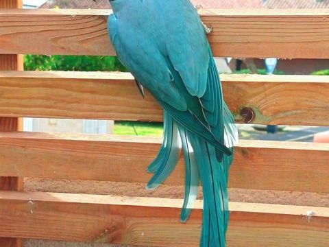 2 perruches &agrave; collier bleu 280 34250 Palavas-les-flots