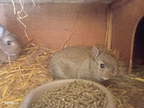 Lapin nain b&eacute;b&eacute; femelle 35 59310 Beuvry-la-for�t