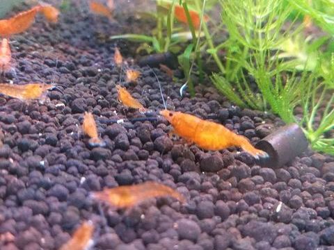 Crevette Orange Sunkist. 1 67390 Marckolsheim