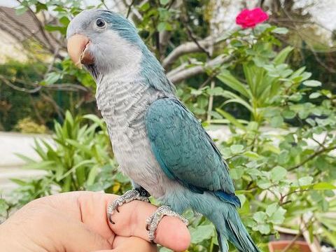 Tr&egrave;s Belles Conure souris EAM Bien Apprivoiser Bagu&eacute;s 2025 290 94450 Limeil-br�vannes